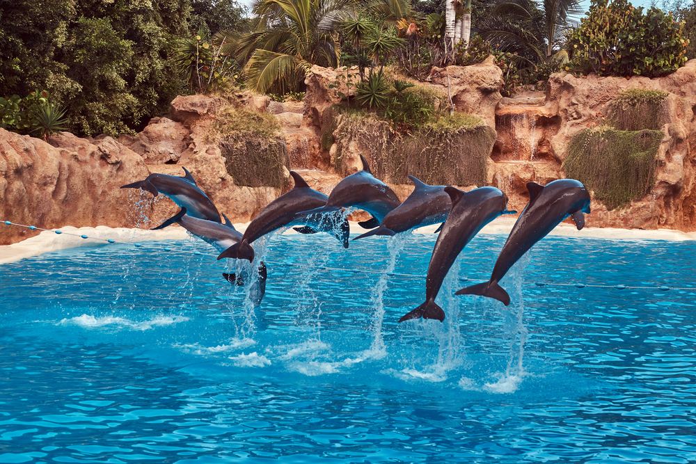 Dolphins Bay Phuket - Photos with Dolphin