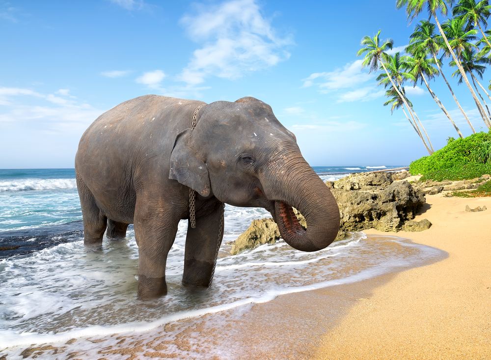 Elephant on the Beach - Professional Photographer
