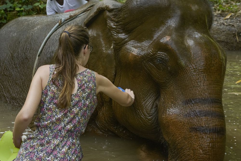 Elephant Sanctuary - Koh Samui - Sic Basis