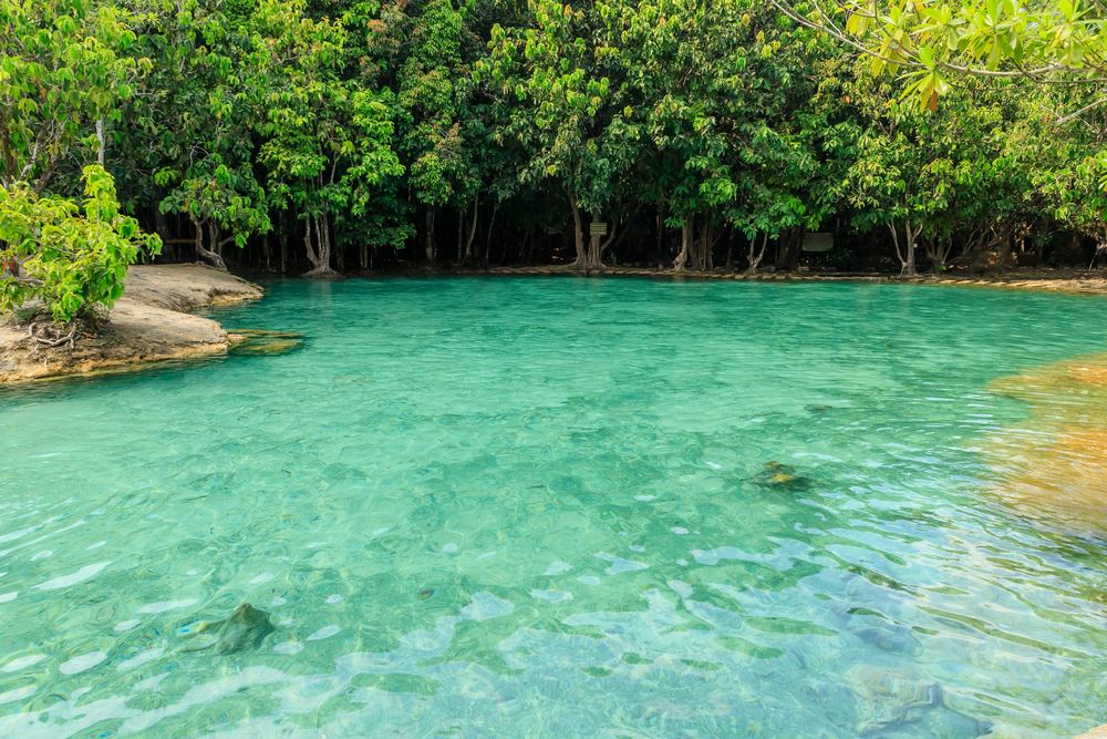 C1 - Jungle Tour - Emerald Pool + Hot Springs - Sic Basis