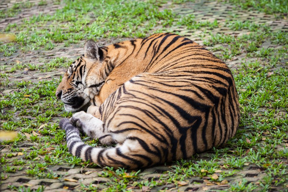Dolphins Bay Phuket + Tiger Park Phuket - Medium Tiger