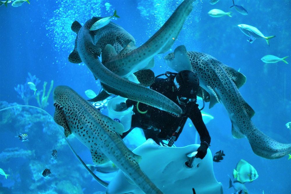 Aquaria Phuket - Ticket Only