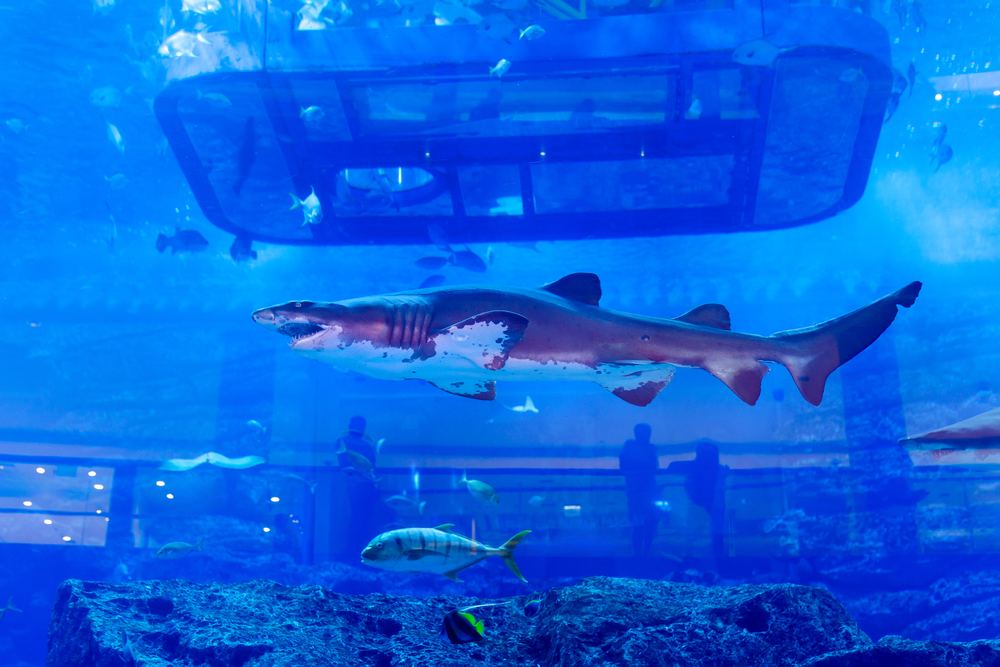 Aquaria Phuket and Ar Trick Eye Museum Combo - Private Basis