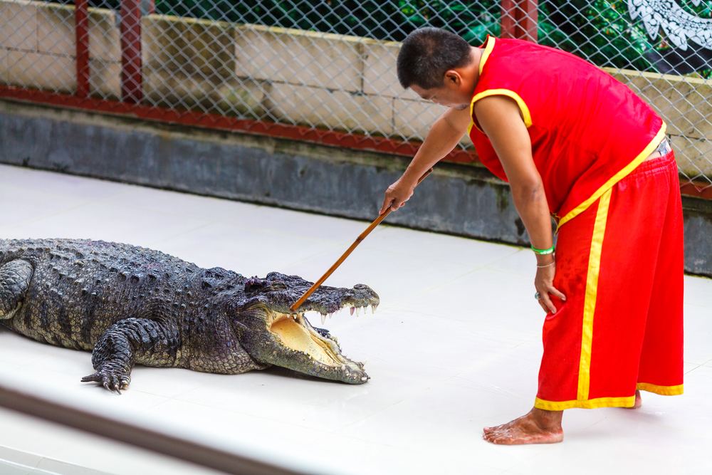 Crocodile and Snake Show - Private Basis