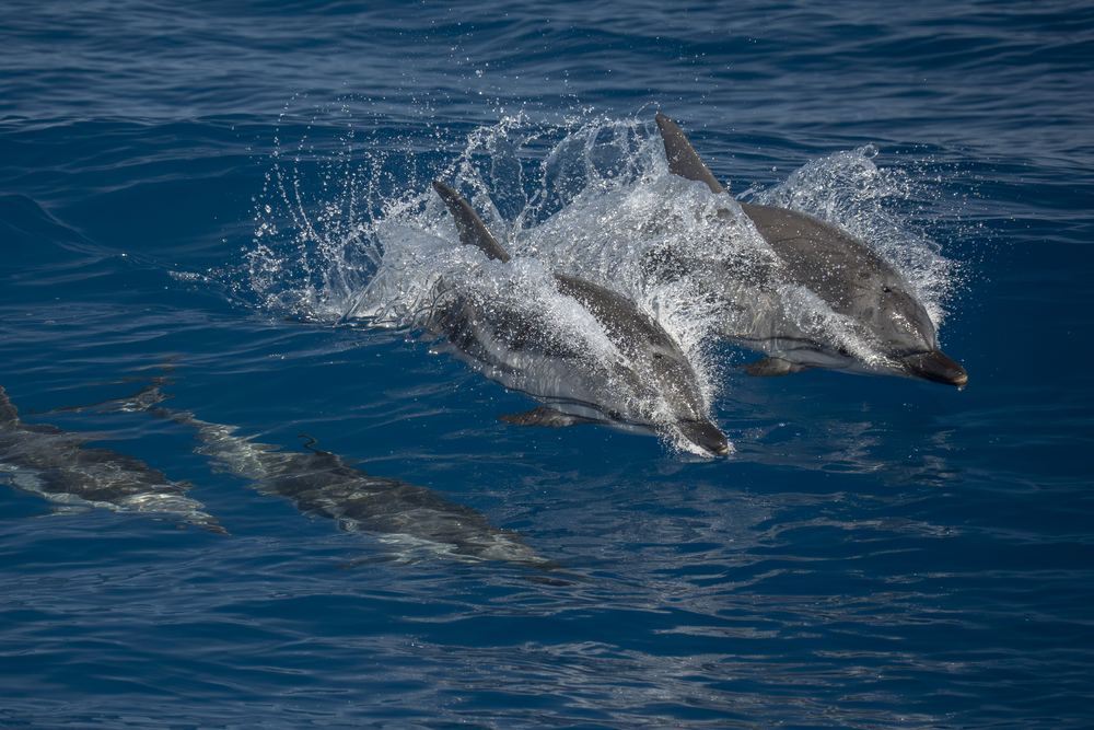 Dolphins Bay Phuket - Ticket - SIC