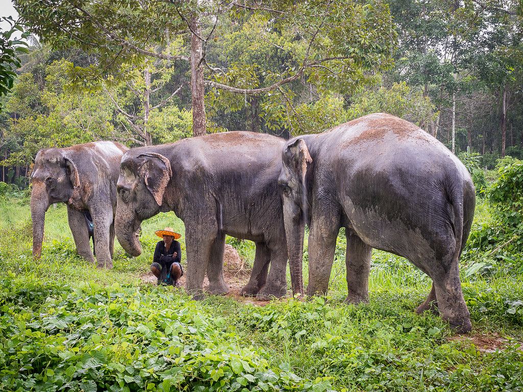 Feed Me – Elephant Jungle Sanctuary Pattaya