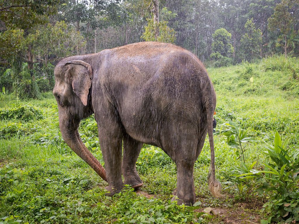 Hello Elephant – 30 Minutes