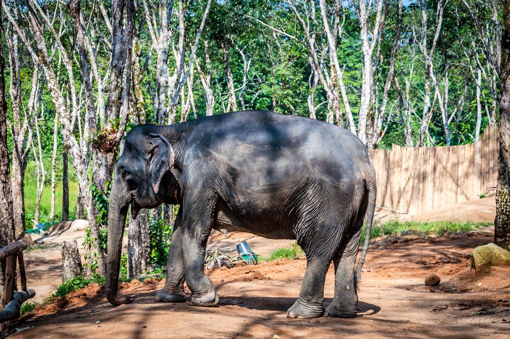 Phuket-Ele-Feed&Care-SIC / Phuket Siray Elephant Care Camp – Feed & Care – SIC Basis