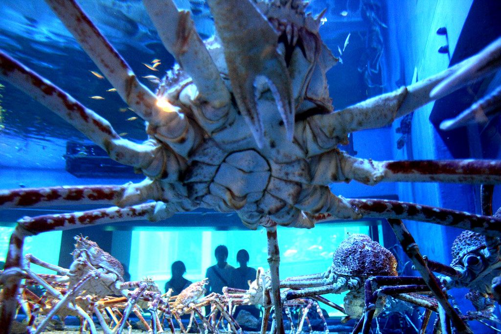 Osaka Aquarium Kaiyukan Admission Ticket — photo 3