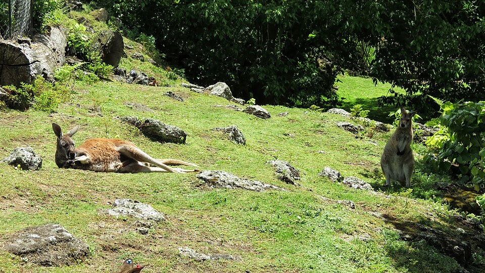 Auckland Zoo – General Admission / Adult — photo 2