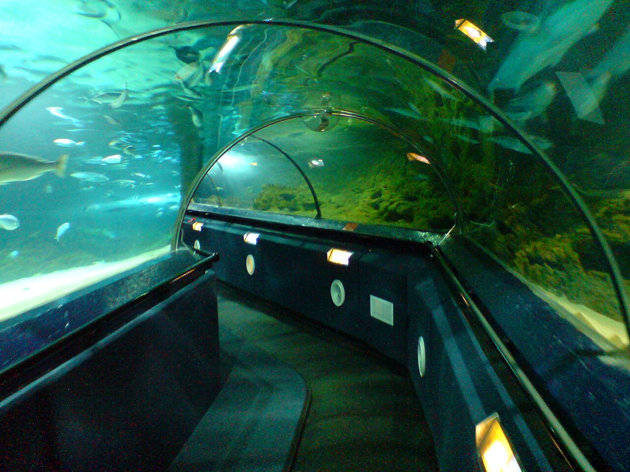 Sea Life Kelly Tarlton's Aquarium – General Admission / Child