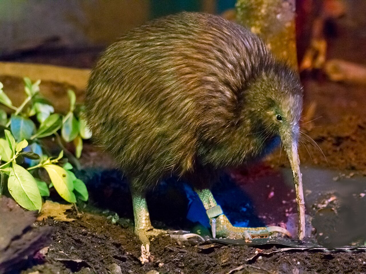 National Kiwi Hatchery / Rotorua / Adult