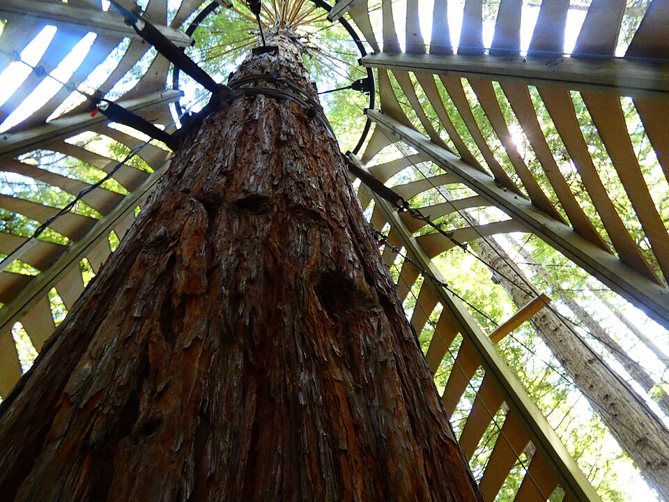 Redwoods Treewalk™ – Daytime General Admission / Adult