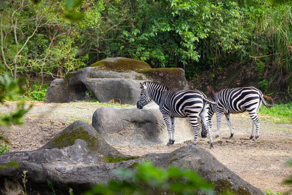 Safari World & Marine Park - Entry Ticket (Monday Close)