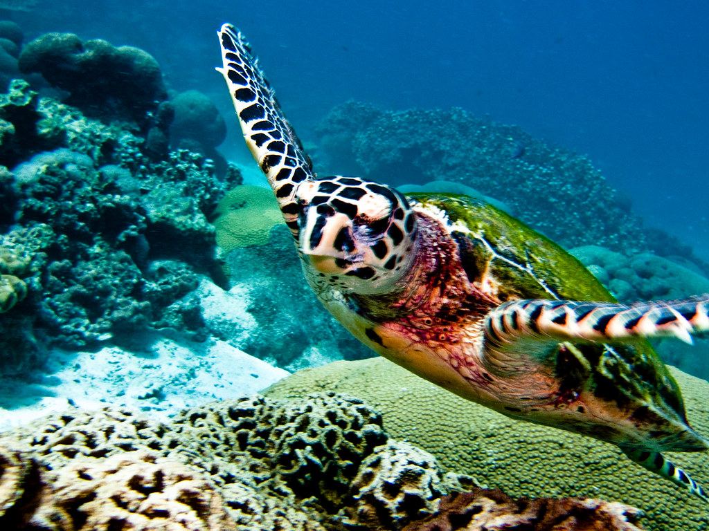 Phi Phi Discover Scuba Diver – Non-Certified Divers — photo 3