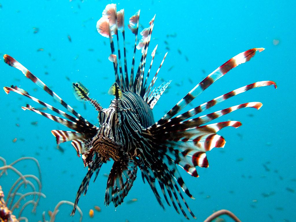 Phi Phi Discover Scuba Diver – Non-Certified Divers — photo 4