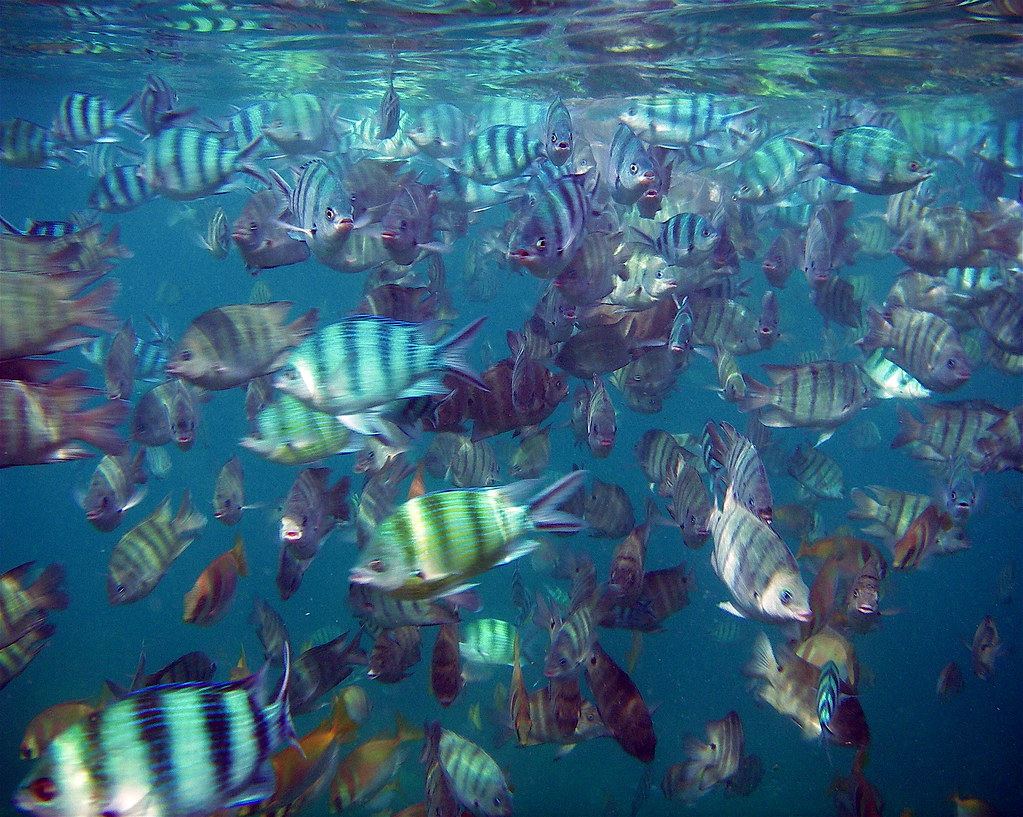 Guided Snorkeling Trip – Non-Certified Guests — photo 2