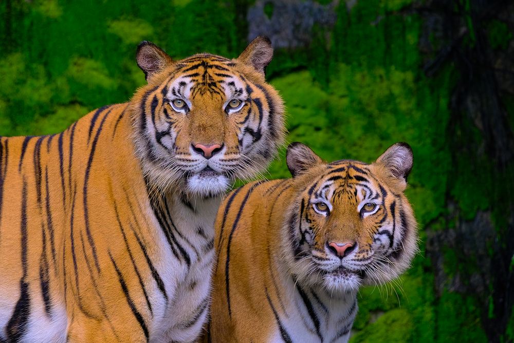 Tiger Parks & Experiences in Pattaya