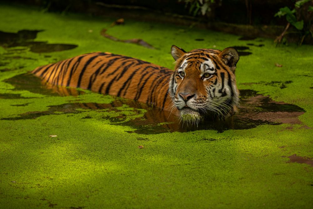 Sriracha Tiger Topia - Shoot and Feed Tiger