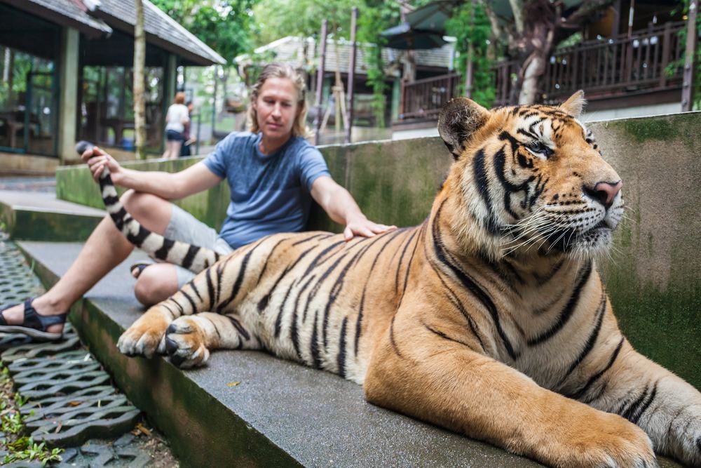 Tiger Park Pattaya - Big