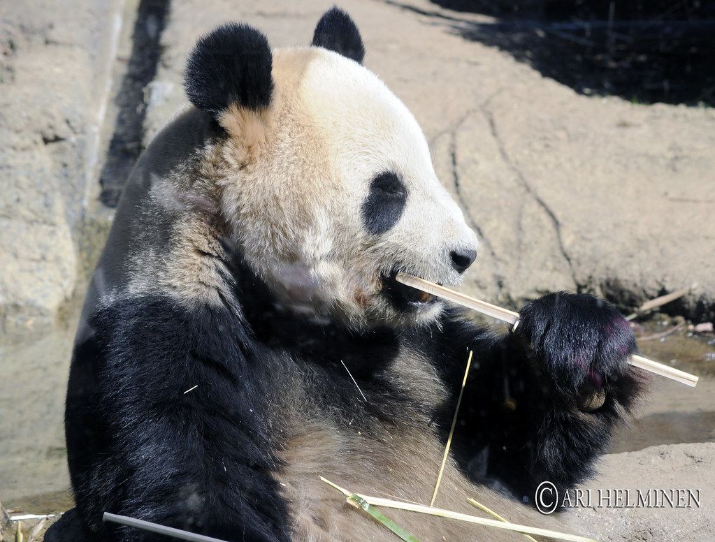 Ueno Zoological Gardens 01 Day Admission Ticket