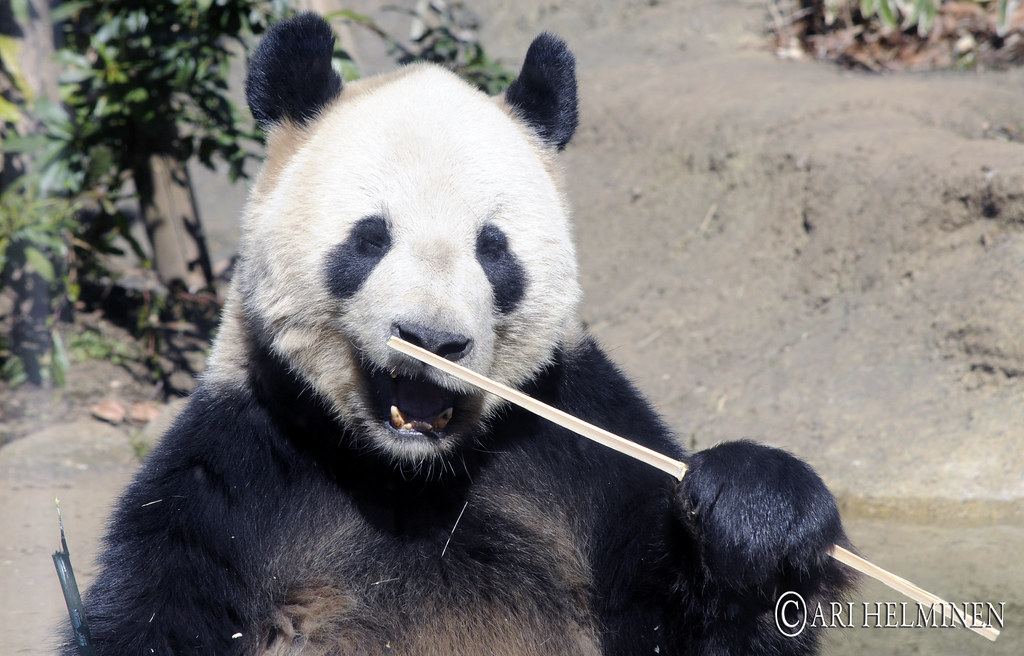 Ueno Zoological Gardens 01 Day Admission Ticket — photo 2