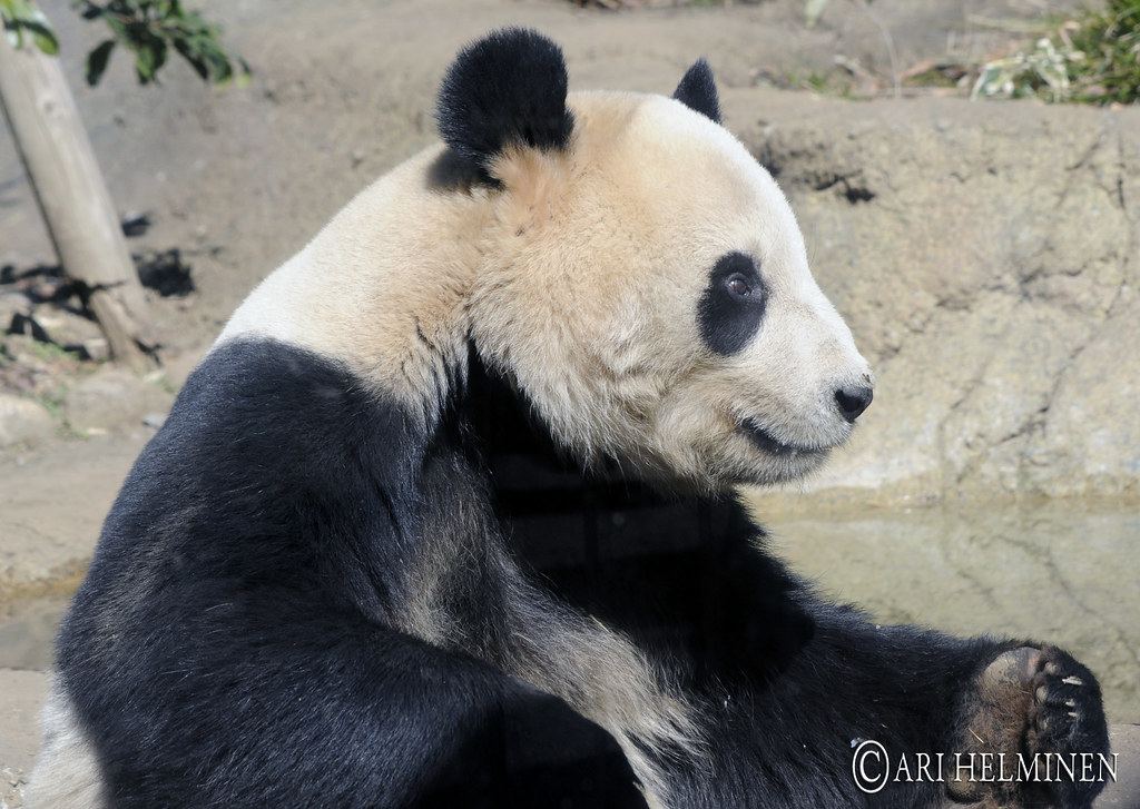 Ueno Zoological Gardens 01 Day Admission Ticket — photo 3